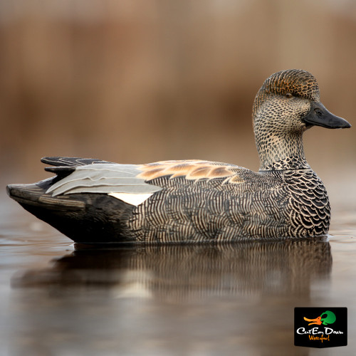 Pro-Grade Gadwall Drake