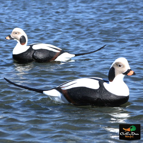 Long-Tailed Ducks / Old Squaw