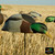 Over-Size Feeder Mallard Drake Shell