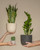 3 Plant Bundle