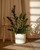 ZZ Plant