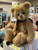 Charlie Bears Butty - SJ5585B
