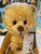 Charlie Bears Chuddy - SJ5580A