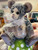 Charlie Bears Neat 2017 - SJ5647B