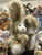 Charlie Bears Dawn -  CB176018