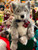 Charlie Bears Timberwolf - BB214106