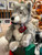 Charlie Bears Timberwolf - BB214106