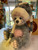 Charlie Bears Grant - SJ6211A