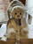 Charlie Bears Norgay - SJ6464