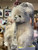 Charlie Bears Norgay - SJ6464