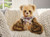 Charlie Year Bear Bear 2026 - CB262554