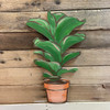 Fiddle Leaf Fig Potted Plant, Unfinished Craft Shape