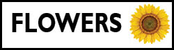 Flower Shapes