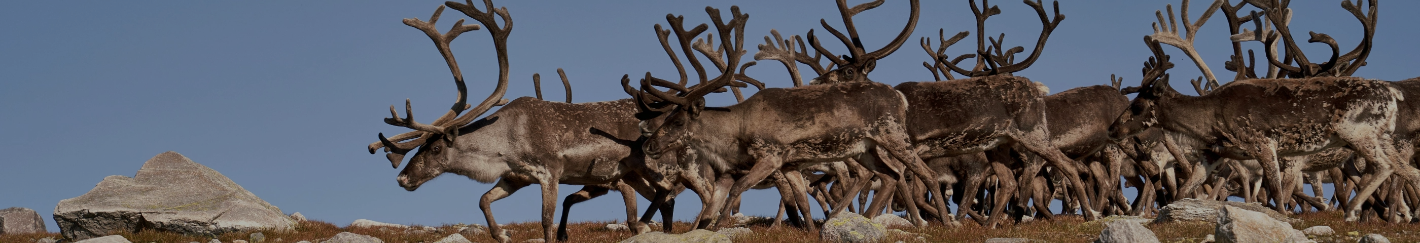 Shipping Returns Banner