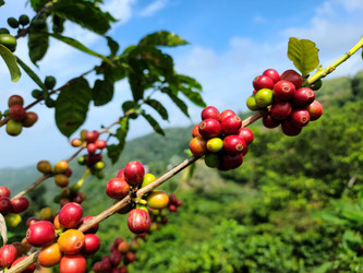 Hacienda Encantos - Coffee Farm Spotlight