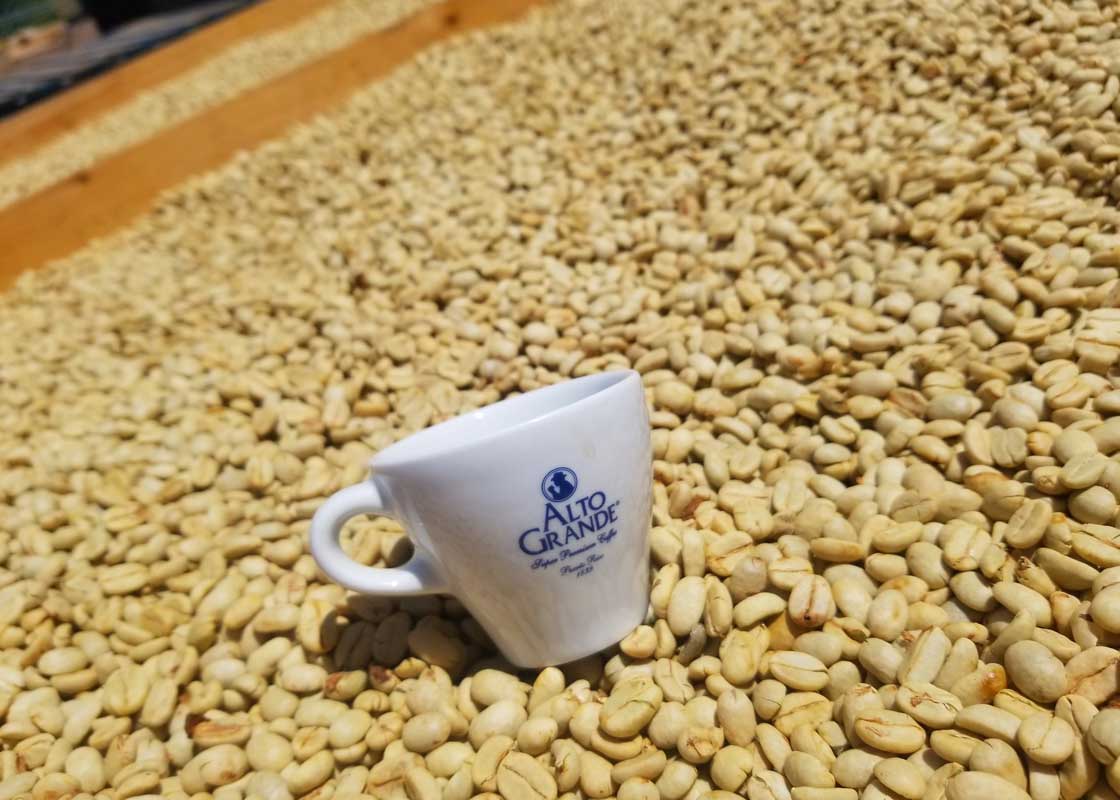 Yauco Selecto Puerto Rico AA Specialty Grade Green Coffee