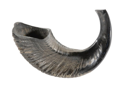 Shofar-Natural Curve Ram Horn (13"-14") (#1157) by Holy Land Gifts
