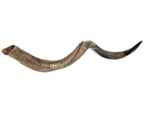 Shofar-Yemenite-Large (36"-39") (#1113) by Holy Land Gifts