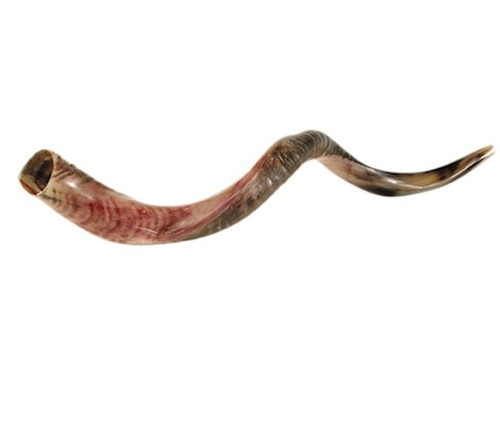 Shofar-Yemenite-Medium (32"-35") (#1114) by Holy Land Gifts