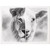 Wrapped Canvas-Lion And Lamb (B&W) (17 x 13) by The Good Shepherd