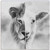 Small Talking Square-Lion And Lamb (B&W) (5.25 x 5.25) by The Good Shepherd