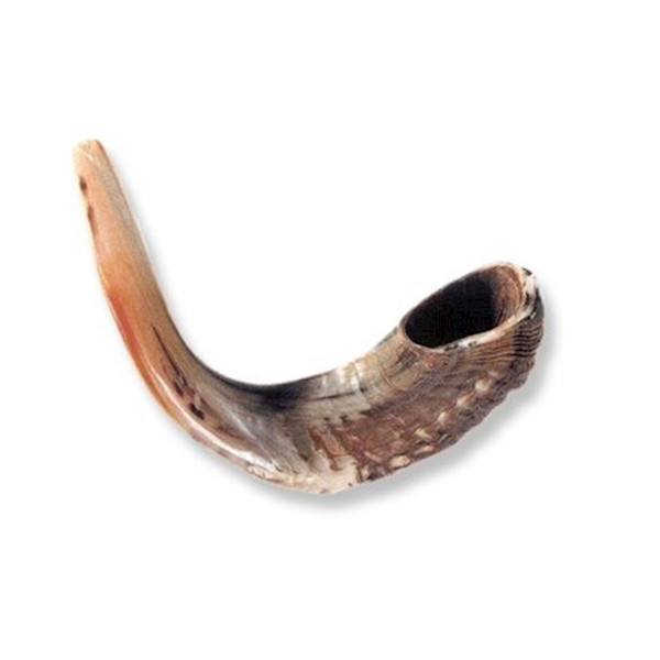 Shofar-Ram Horn (12"-13") (#1153) by Holy Land Gifts