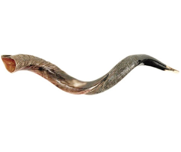 Shofar-Yemenite-Small (26"-31") (#1115) by Holy Land Gifts