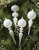Finial Glass Ornament Set - White - Large