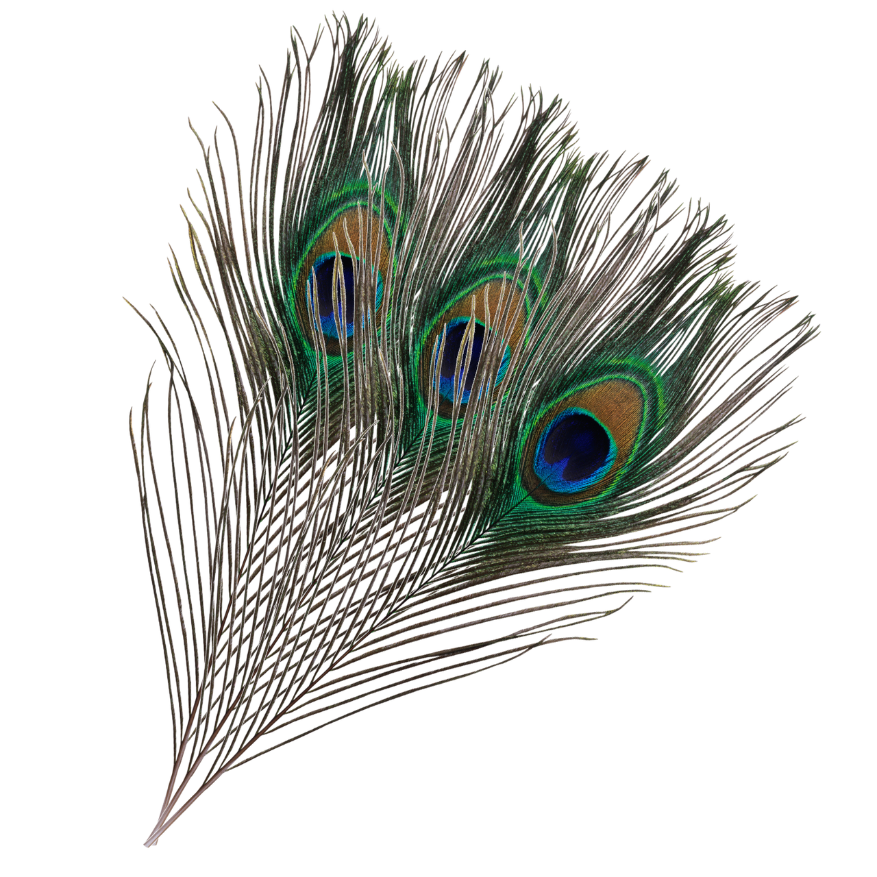 Real Peacock Feather Elegant Decorative Materials, Beautiful Real