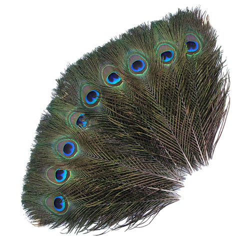 Peacock Feathers - Medium