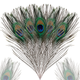 Peacock Feathers - Large