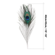 Peacock Feathers - Medium