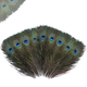 Peacock Feathers - Medium