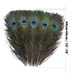 Peacock Feathers - Small