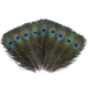 Peacock Feathers - Small