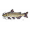 Decal Channel Catfish #DCHANCAT5 - 741754937715