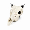 Horn Hook 2.0 Deer -  Bleached Bone White #NTRL SKULL-WH - 400004568344