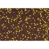 Evolved Annual CountDown Food Plot Mix 3lb #EVL-EVO81006 - 888151059838