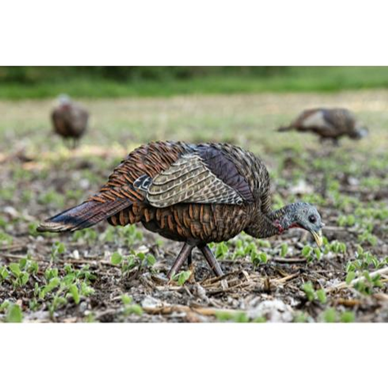AvianX LCD Feeder Hen Turkey Decoy 8007 GameMasters Outdoors