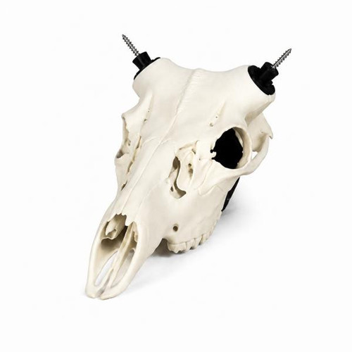 Horn Hook 2.0 Deer -  Bleached Bone White #NTRL SKULL-WH - 400004568344