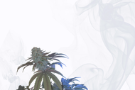Welcome to The Bliss Journal