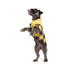 Goldpaw - Portland Dog Fleece Pullover Gold Buffalo.jpg