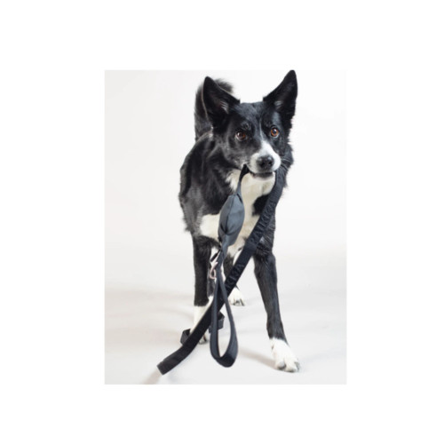 Paikka - Visibility Reflective Dog Leash.jpg