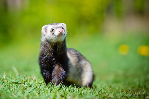 ferrets