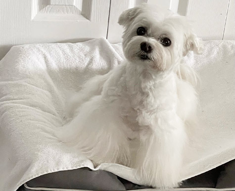 Best Diet Dog Food for Nutritional Health
