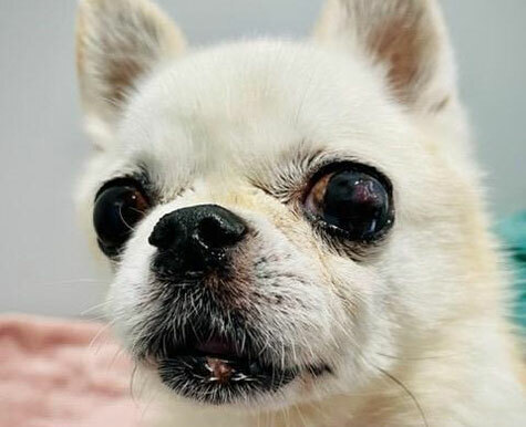 Managing Dog Kidney Disease