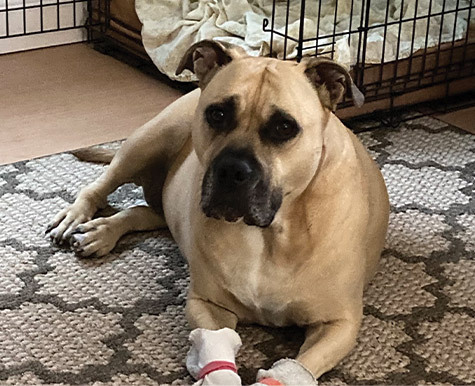 Allergy Support For Fender