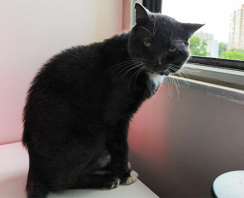 Support for Cat Eye Conjunctivitis
