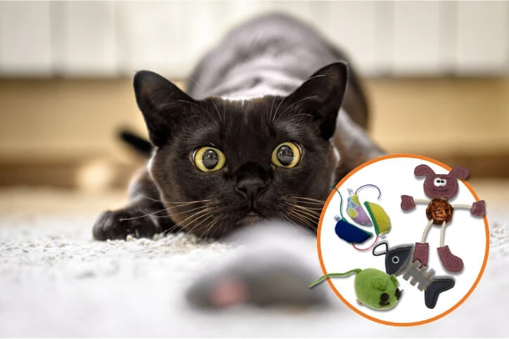 Toys & Enrichment