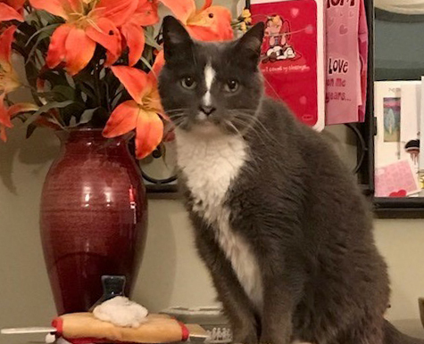 Clear Breathing for Grady the Cat